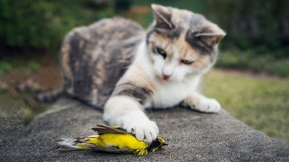 Cat hunting a bird