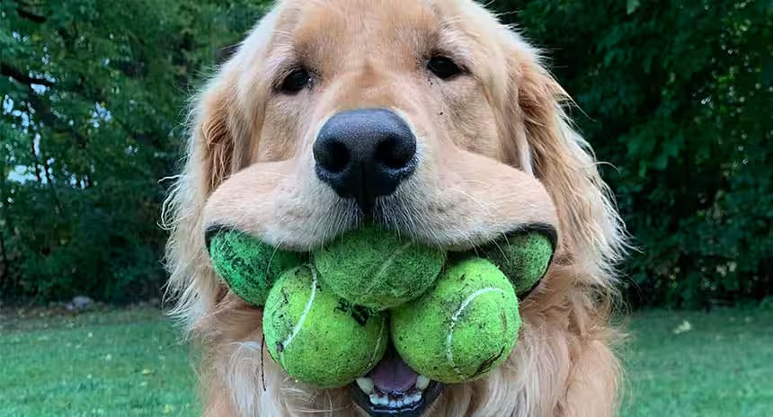 Interactive Pet Ball Launcher petywow.com