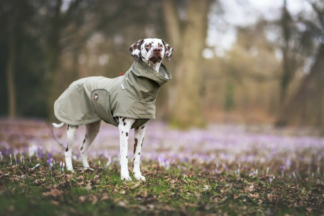 dog rain coat