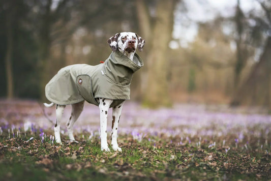 dog rain coat