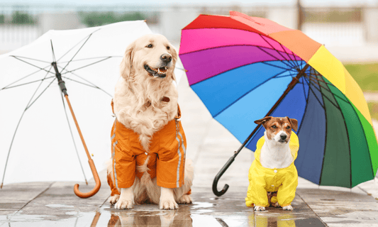pet raincoat petywow