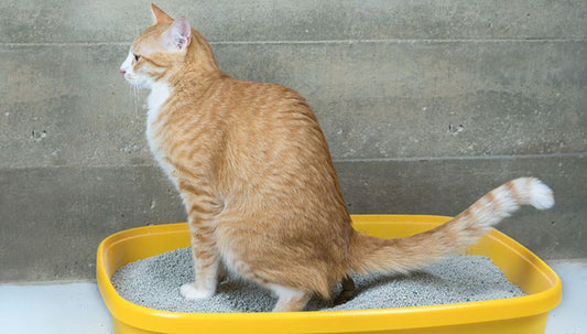 cat shovel scoop