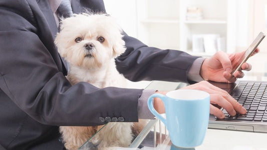 Pet Auto Feeder