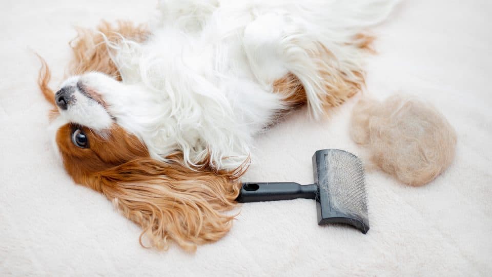 Pet Cleaning Brush Hair
