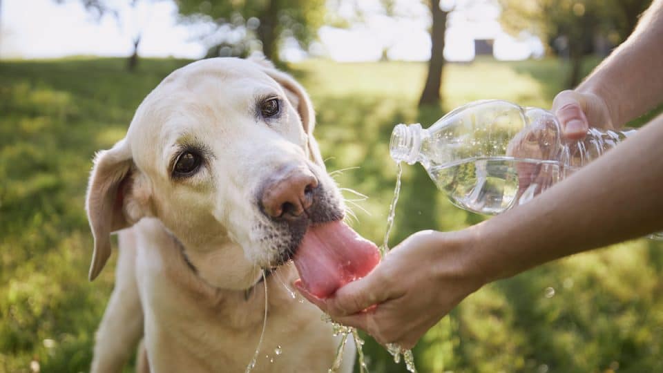 dog drink water petywow